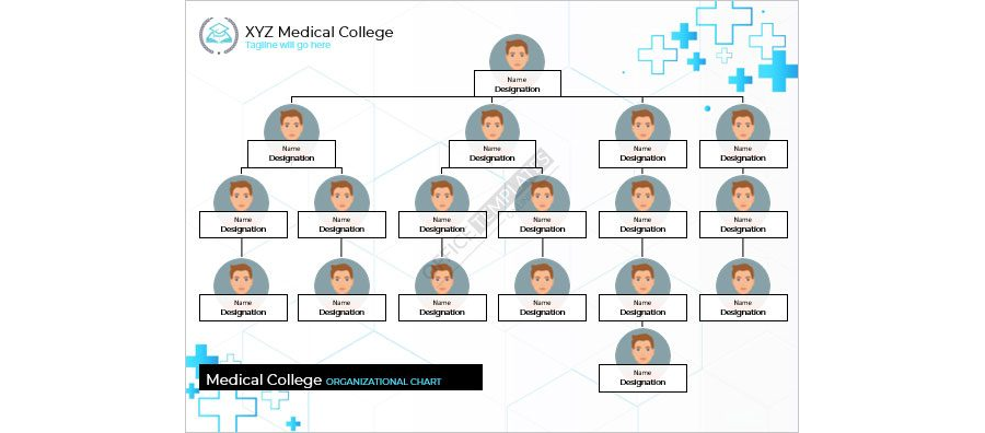 Medical College Organizational Chart Template in MS Word